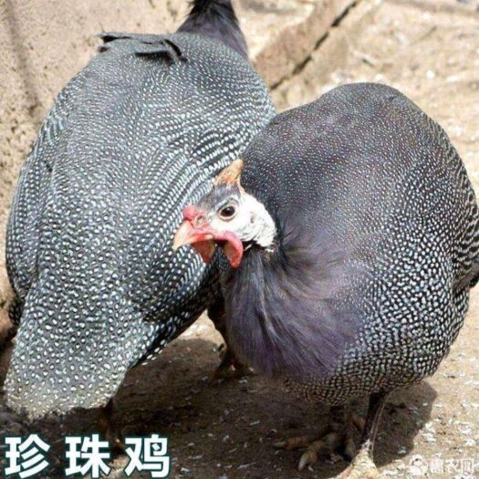 南宁珍珠鸡苗，包打疫苗，成活高