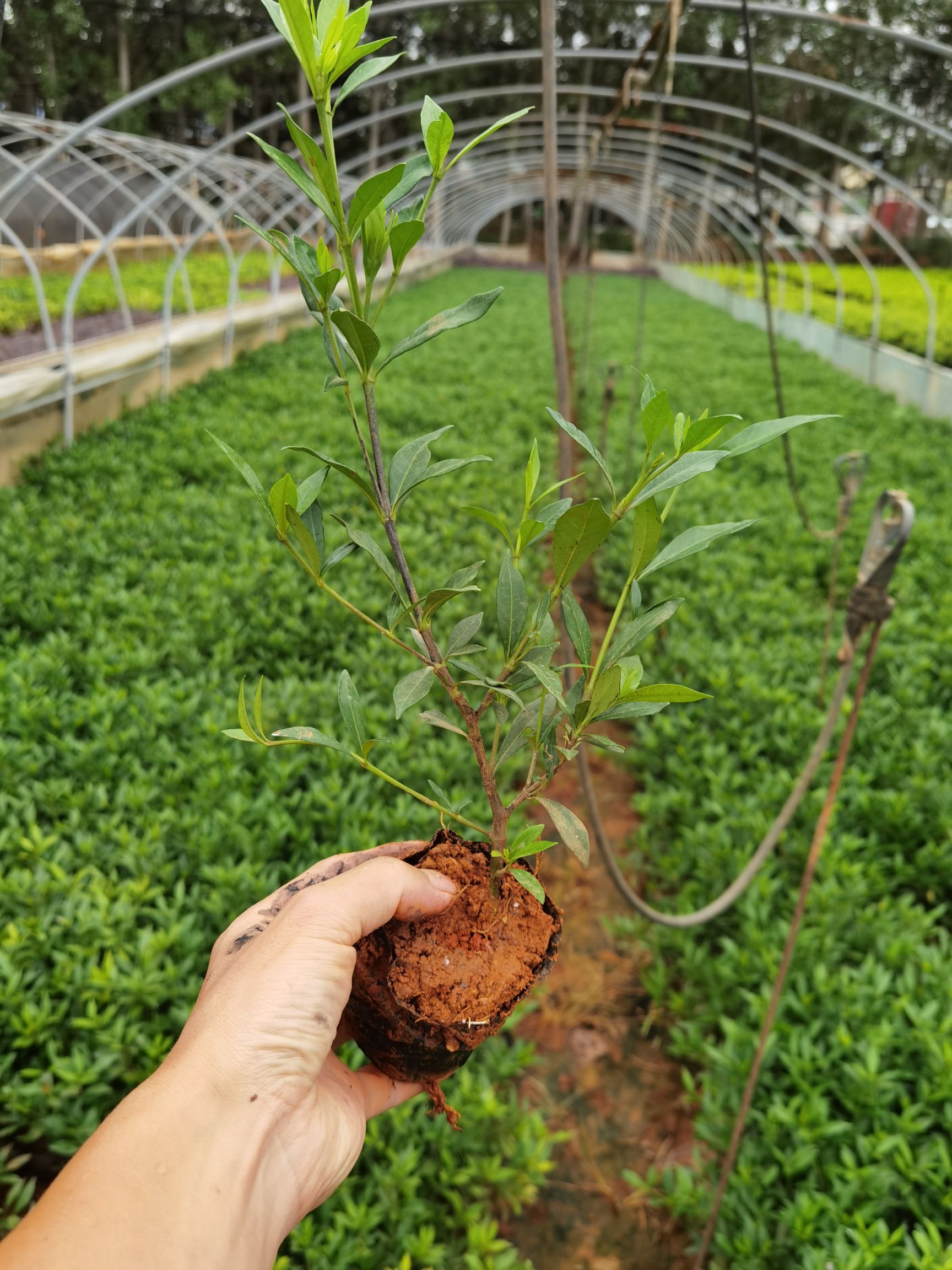 大叶栀子栀子花小杯苗小叶栀子苗圃直销