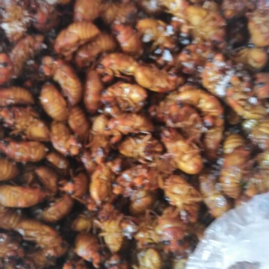 灵宝市 杜仲茶园林里金蝉
