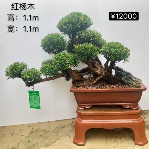 造型柏树 盆景