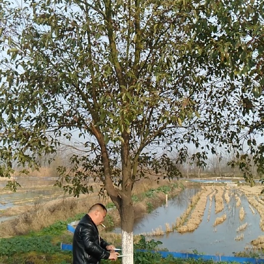 株洲多杆香樟  大量供应各种规格工程苗木，香樟