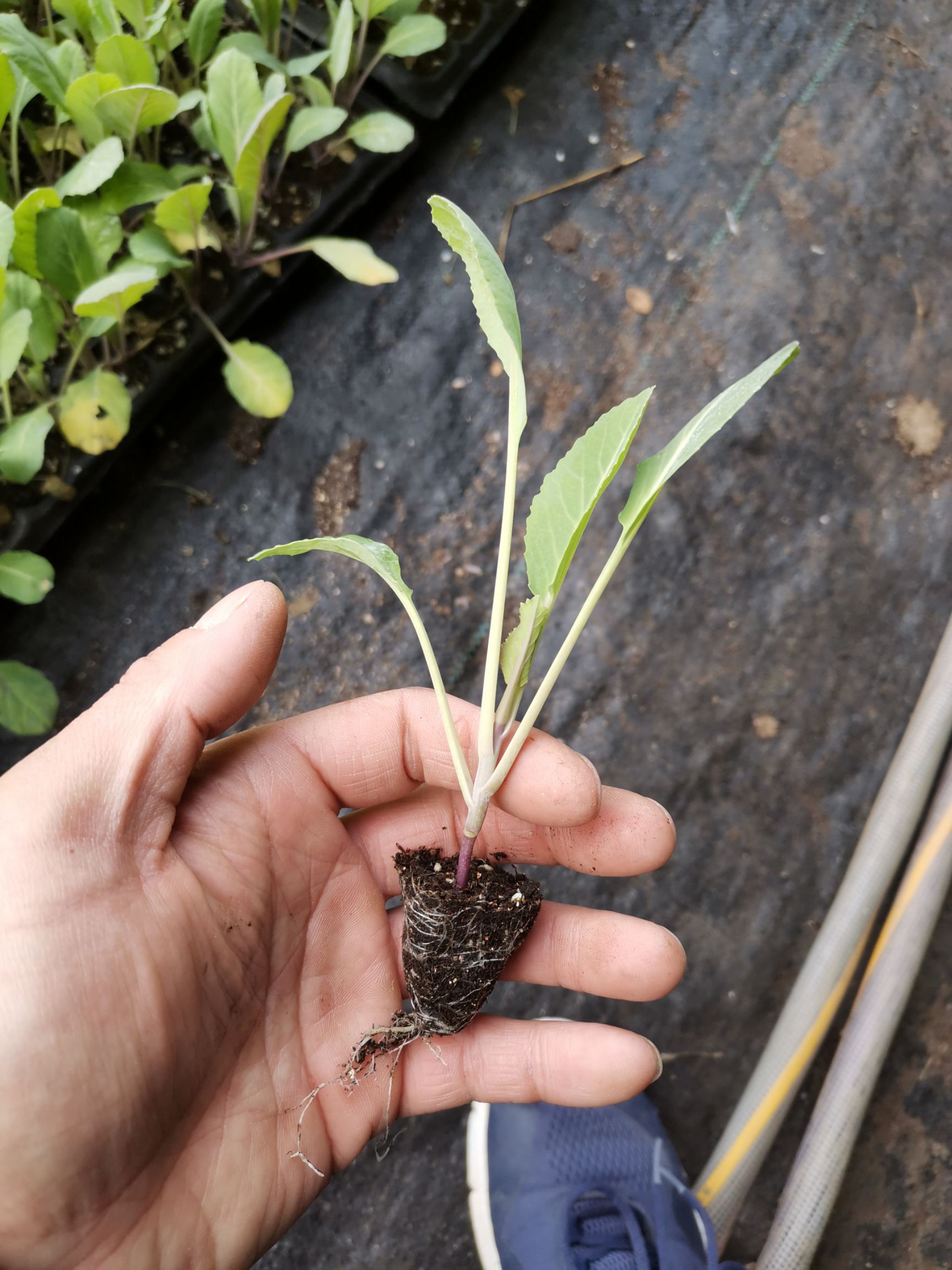 露地有机花菜苗，花菜苗苗，白面青梗松花菜苗，