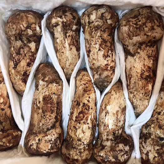 鲜松茸  品农鲜货 现货云南特产新鲜姬松茸出口级松茸
