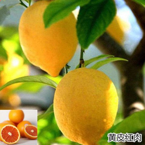  柠檬树 盆栽包邮 柠檬树苗 盆栽带果 柠檬苗 柠檬苗四季结果