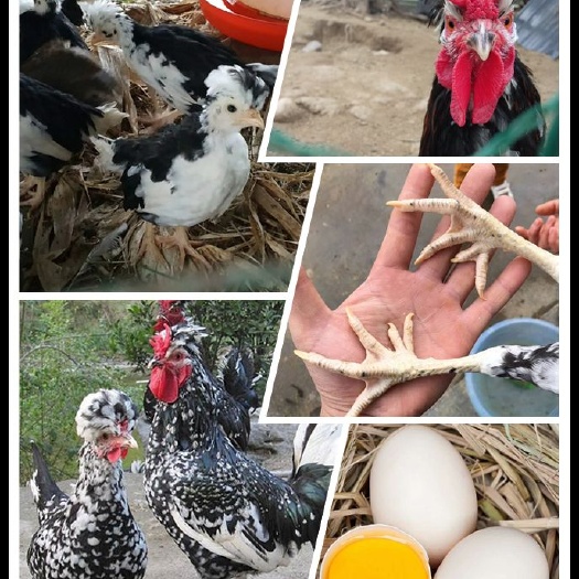 广汉市贵妃鸡苗 防疫做齐，成活率高  经济效益