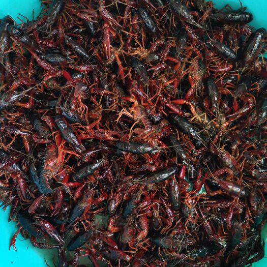 益阳 红壳虾 洞庭湖生态小龙虾 统货