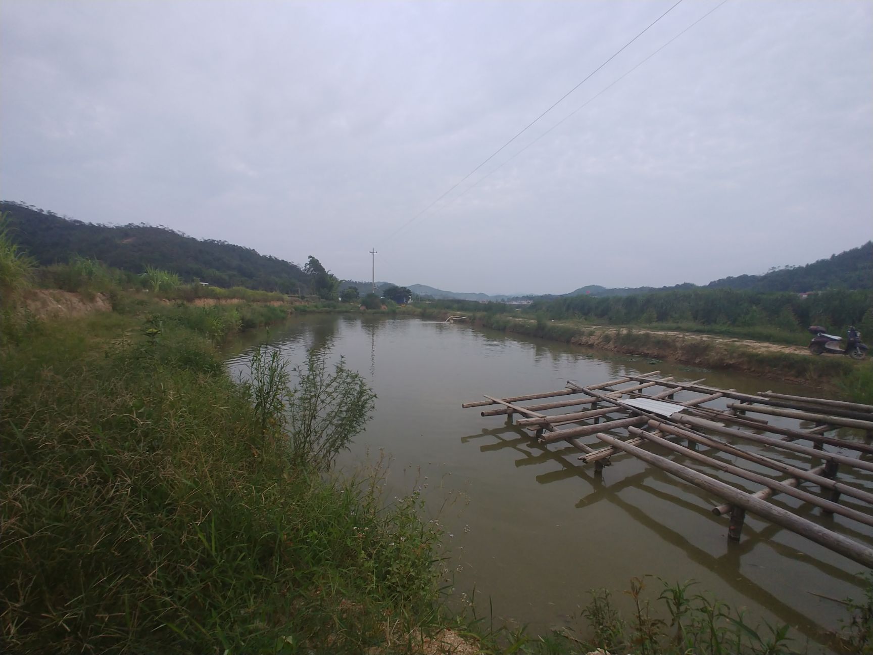 山泉草鱼 活水山泉皖鱼 沙底靠近山泉河水  主食象草