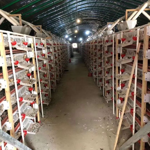 株洲黄羽鹌鹑蛋  湖南地区鹌鹑蛋批发、零售。有需要的可以联系我。