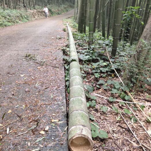 西林县竹子毛竹楠竹长期供货 可以做各种规格