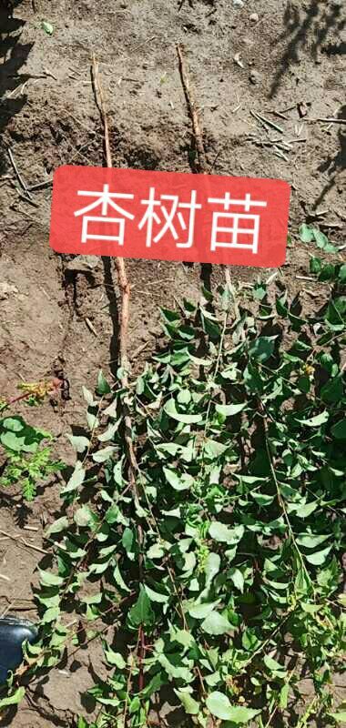 运城 0.5起步杏树苗，正在热卖中，价钱便宜，成活率高