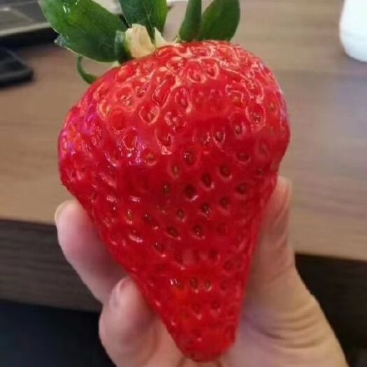 泰安 草莓苗，品种:红颜，章姬，甜查理，妙香，全明星，法兰地……