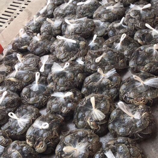 武汉 大闸蟹