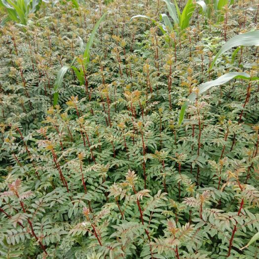 盐源县 营养钵花椒苗圃基地