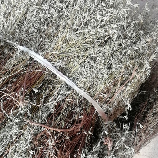 泰和县香薷 青绿香茹草