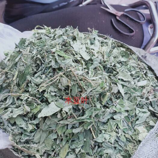 玉林广西新货木豆叶500g包邮，批发加零售