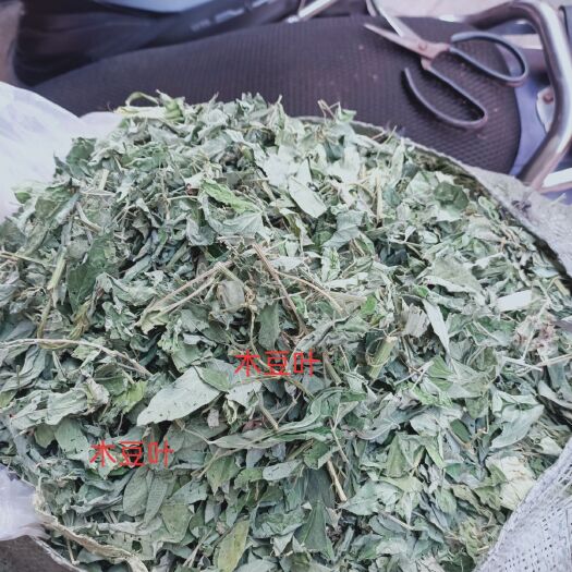 玉林 新鲜木豆叶 树黄豆 原生中草药三叶豆小孩皮肤洗澡出水豆