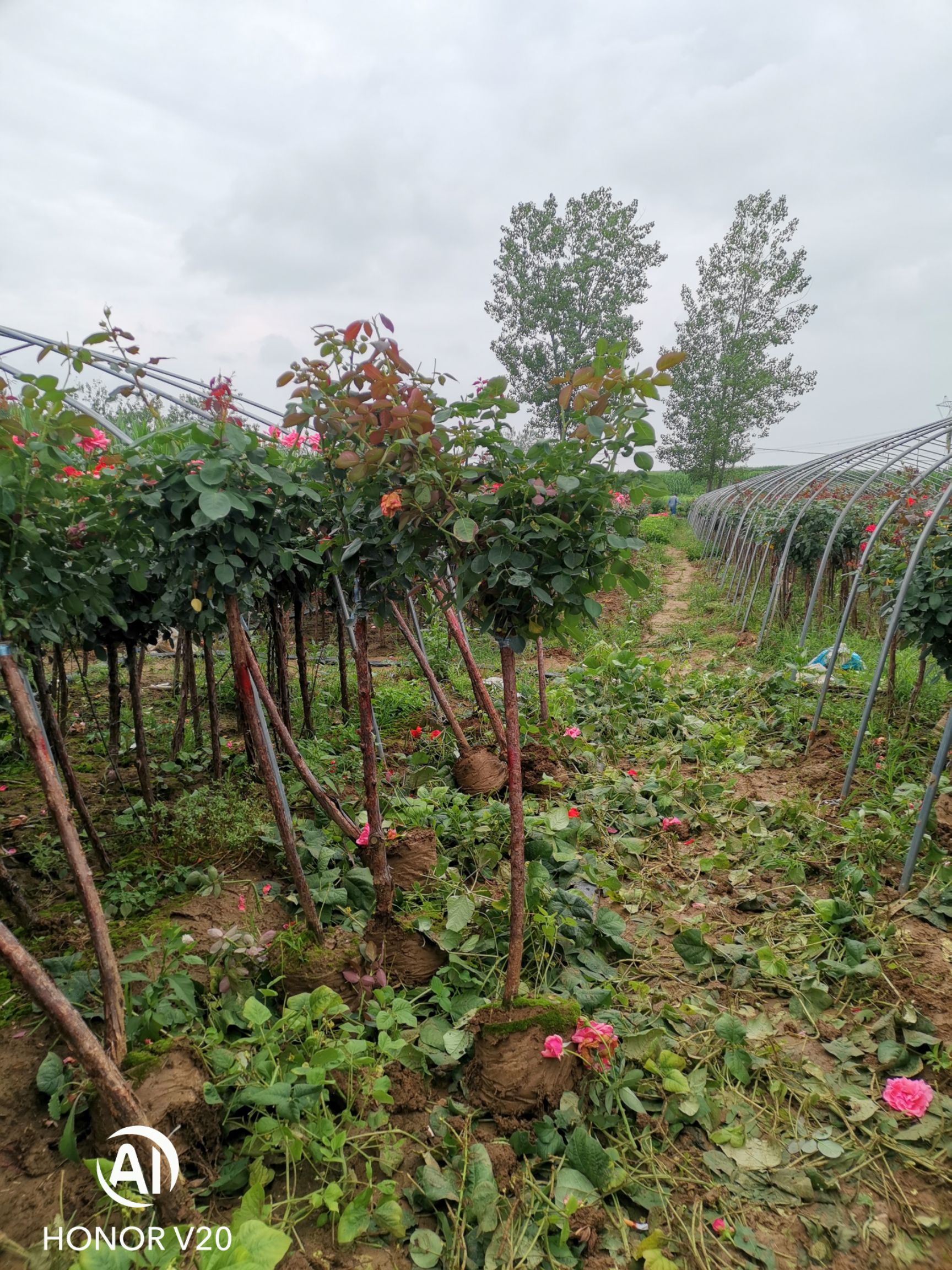 3公分精品树状月季，工程苗，量大，价格美丽