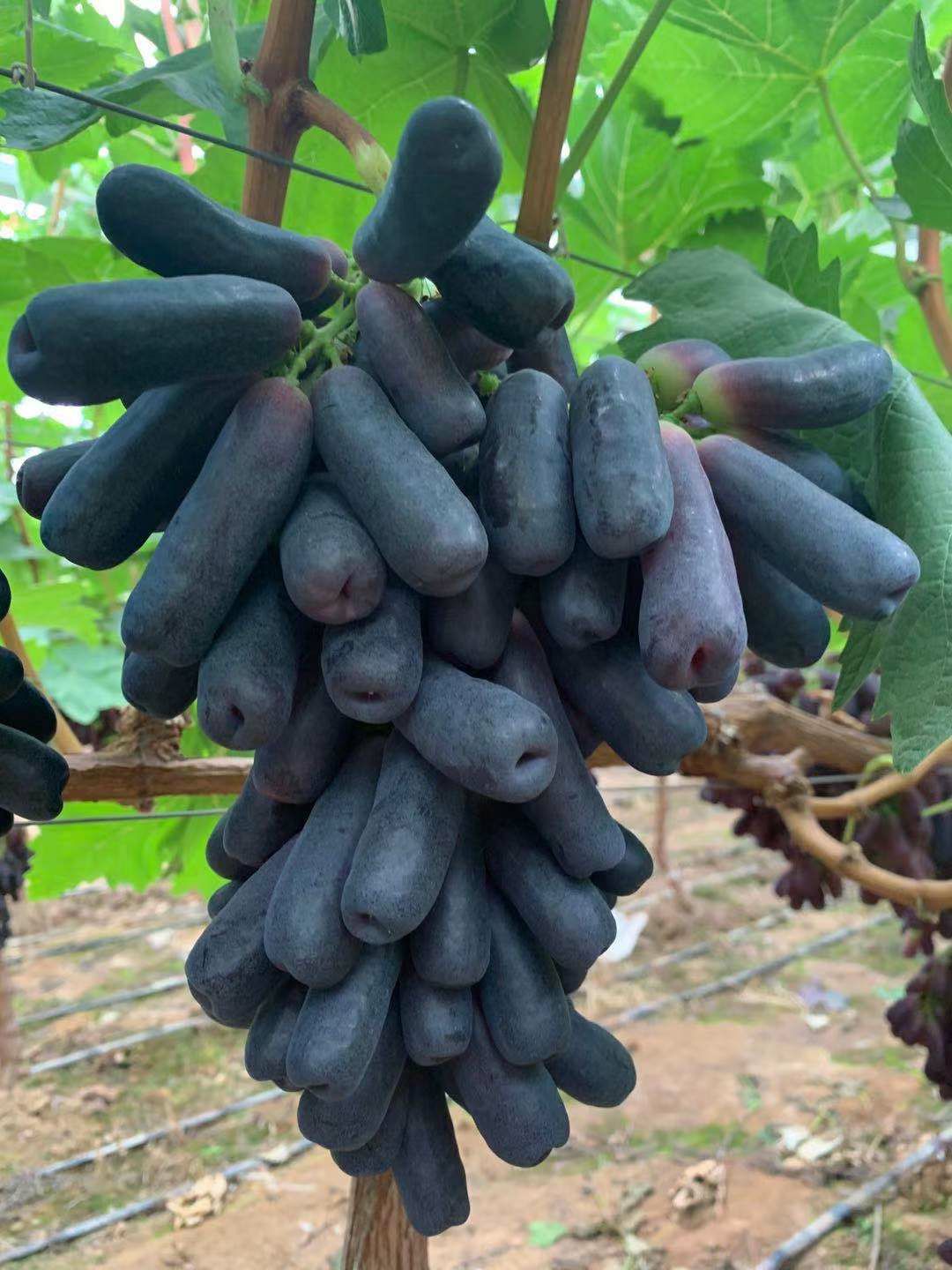 葡萄  甜蜜蓝宝石需要的客商来电联系