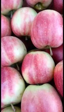 西丰县金红123 65mm以上 片红 纸+膜袋
