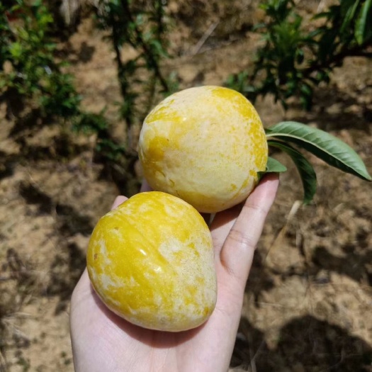 玉屏县 黄金奈李，香甜可口