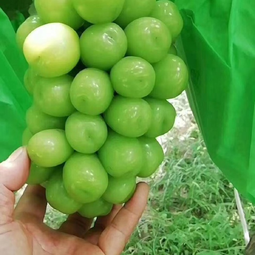 邯郸阳光玫瑰二十个糖，口感香甜。