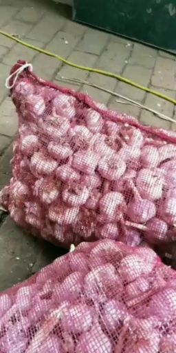 大名县大蒜种子 大名於土地蒜种，现在订货价格优惠