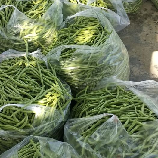 文县架豆王豆角 1.8
