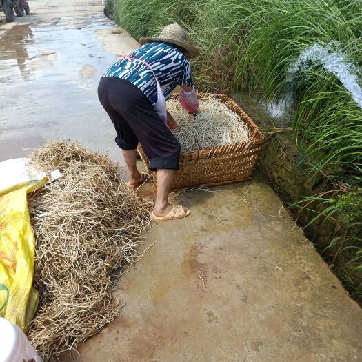安顺鱼腥草根 城信赢天下