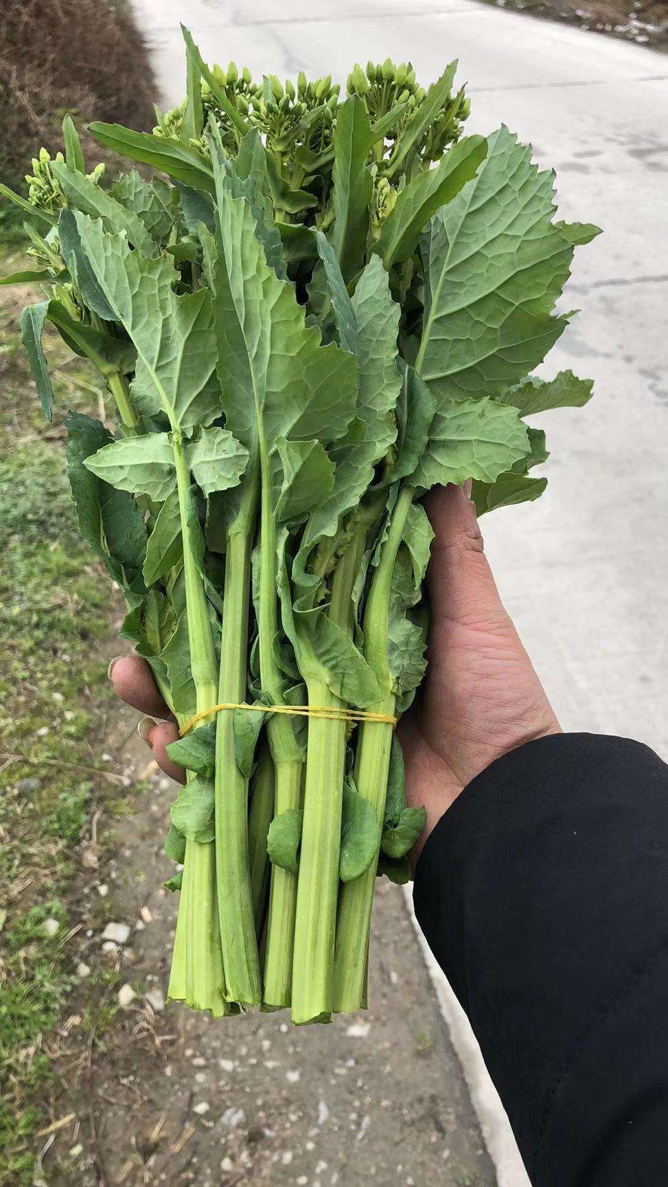  油菜苔种子