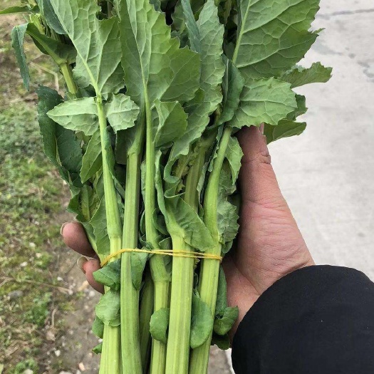  油菜苔种子