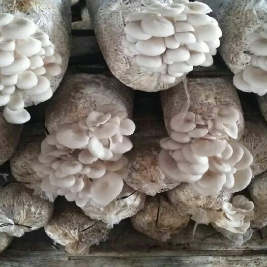 菏泽鲜平菇  平菇菌棒
