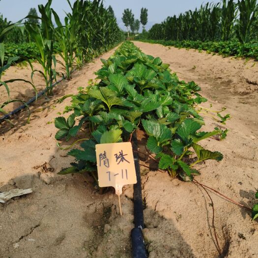 泰安 新品种隋珠草莓苗，现挖现发，根系发达，保温发货，成活率高