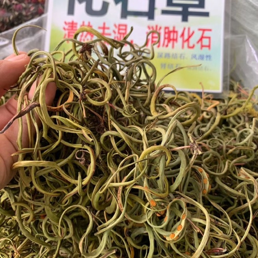 玉林 化石草，肾精草500g包邮