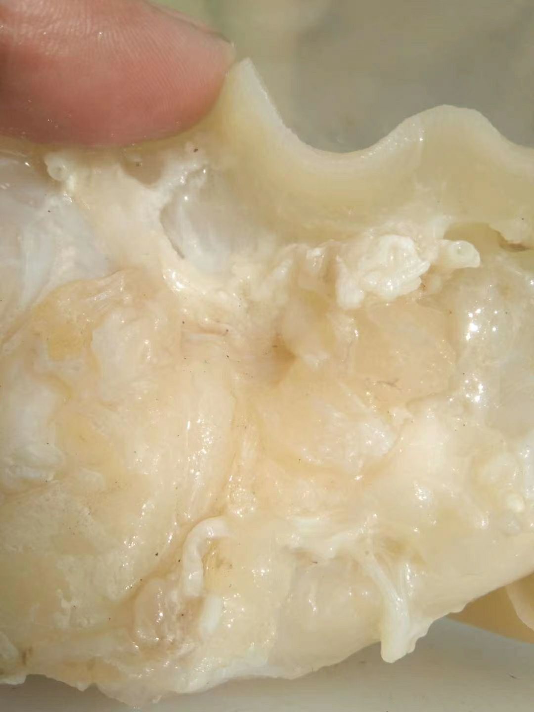 牛皮  厂家直销全熟牛蹄皮