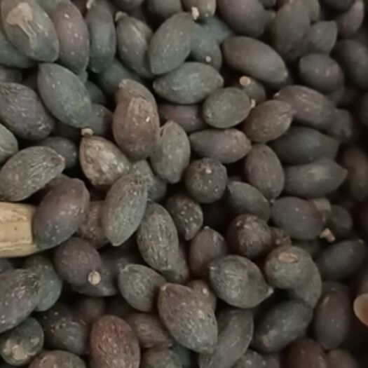 玉林 中药材葵树子，葵树籽葵扇子葵扇籽蒲葵子蒲扇种子扇叶