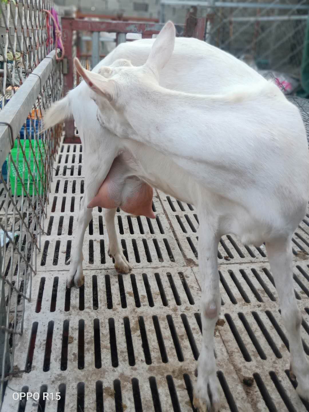  萨能奶山羊
