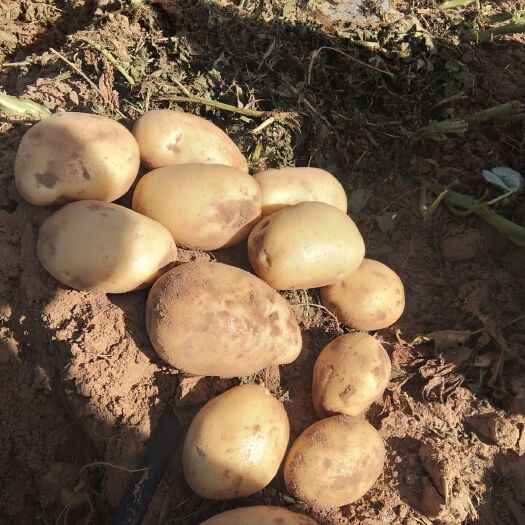定边县希森6号土豆种  陕北土豆希森六号大量出库