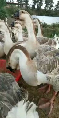 嘉祥县狮头鹅苗 狮头鹅孵化厂直供