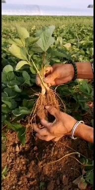 安丘市 脱毒草莓苗