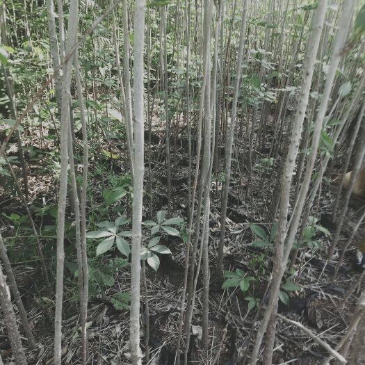 双柏县美丽木棉 国有林场苗木基地，三证一签手续齐全，质量有保障，大家放心购买