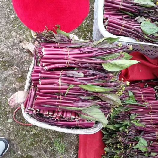 长沙县红菜苔种子 湖南湘妹子种子有限公司红菜苔湘红一号