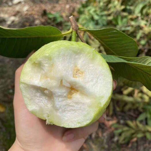 广州增城特产番石榴当季新鲜清脆香甜孕妇水果农家果现摘现发