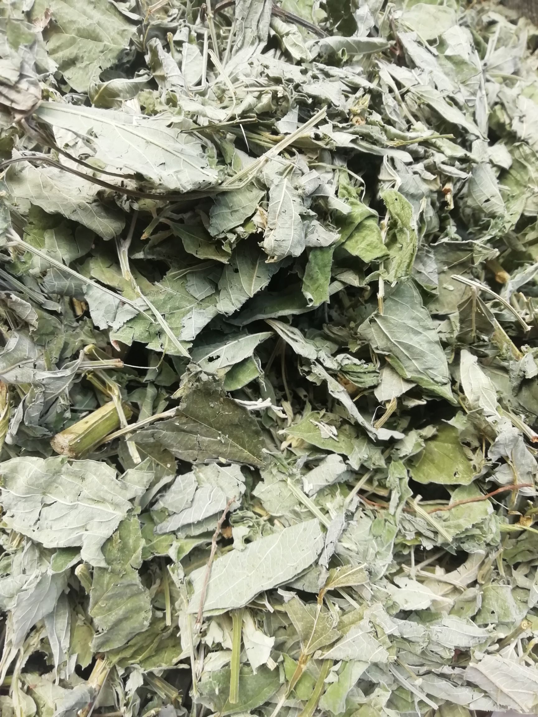 广西新货木豆叶500g包邮，批发加零售