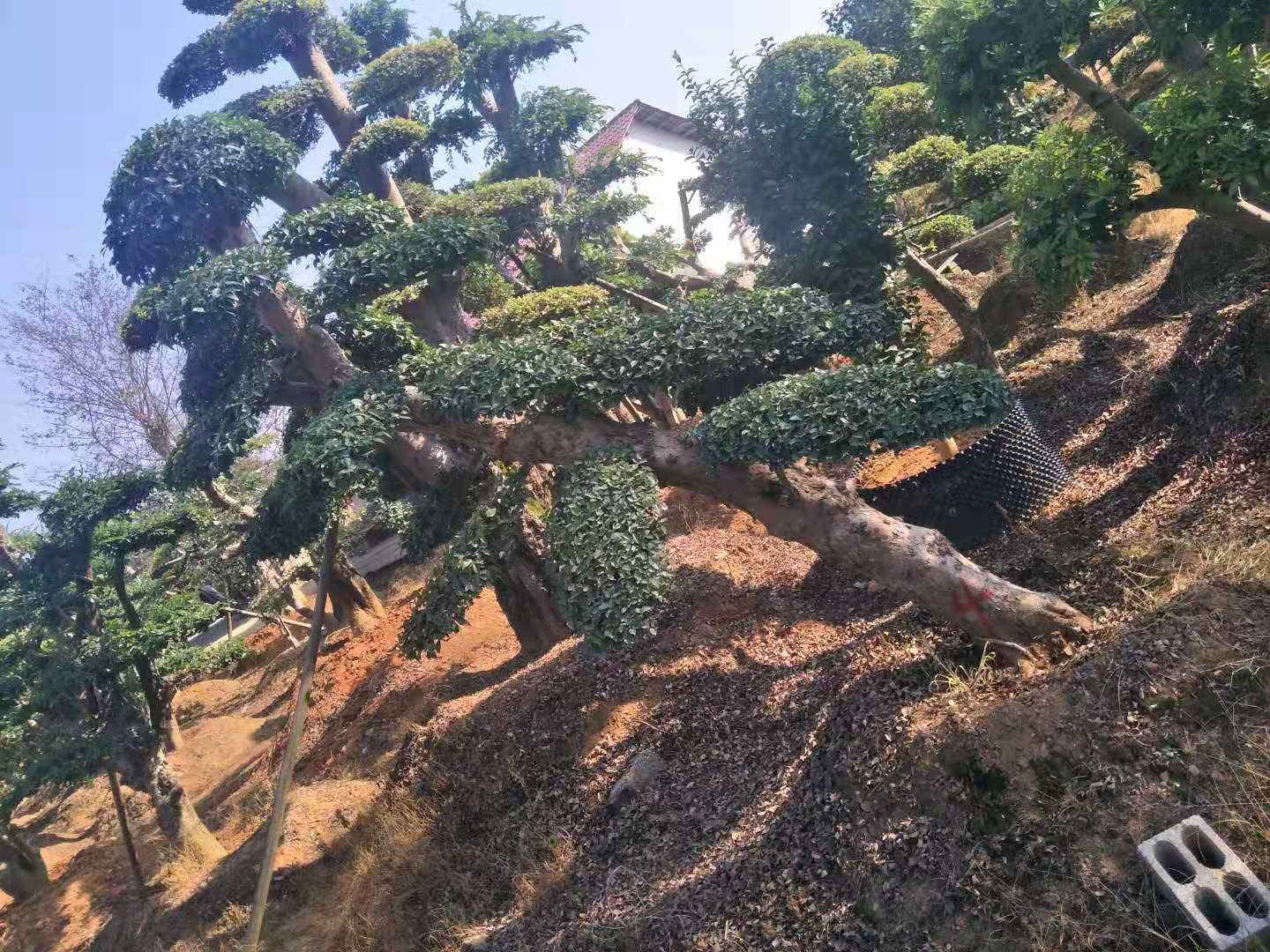 造型罗汉松  椤木石楠桩，罗汉松桩，榆树桩，