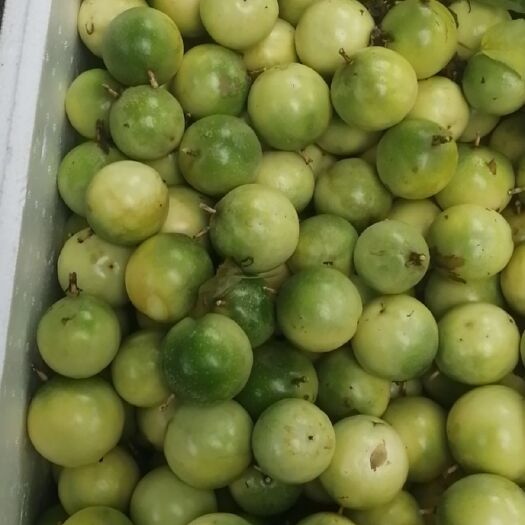 江门芭乐黄金百香果 90 - 100克