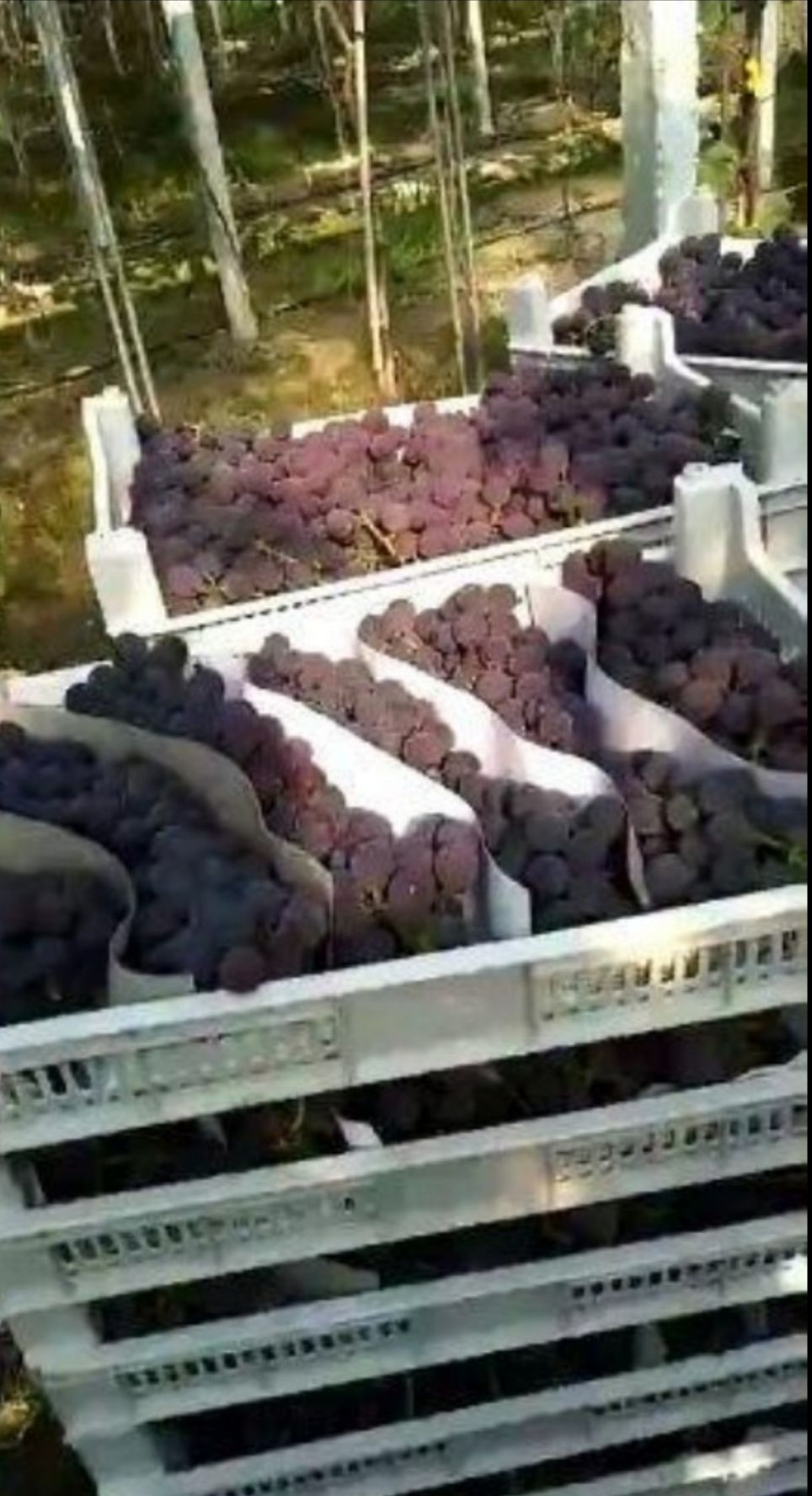 威县巨峰葡萄 0.6-0.8斤 5%以下 1次果