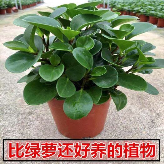 宿迁 豆瓣绿盆栽吸烟鬼花盆栽净化空气绿萝盆栽水培植物青叶碧玉盆