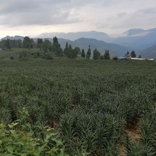 彭水龙牙百合 现挖现卖，质量过关。新鲜个大颜色鲜
