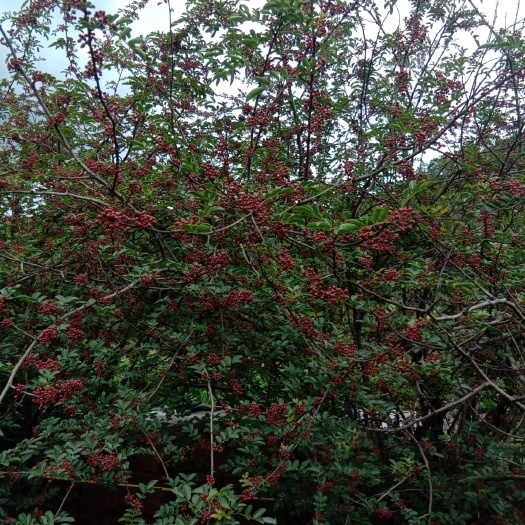 盐源县 花椒苗，大红袍营养钵花椒苗