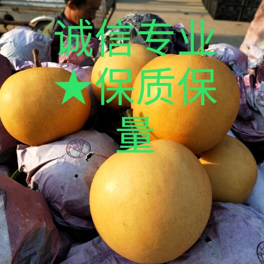 砀山县圆黄梨 精品圆黄，套袋圆黄，自然色圆黄，个大脆甜，代发全国